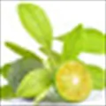 calamansi